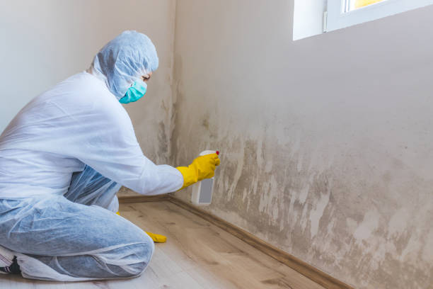 Licensed Mold Removal service in Newton Lower Falls, MA - WQB Mold Removal
