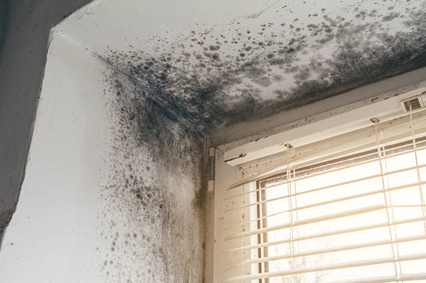 Affordable Mold Removal solutions in Newton Lower Falls, MA